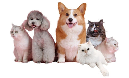 Pet Needs
